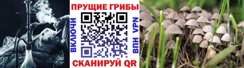 хочу наркоту  Гдов  Галлюциногенные грибы GOLDEN TEACHER 